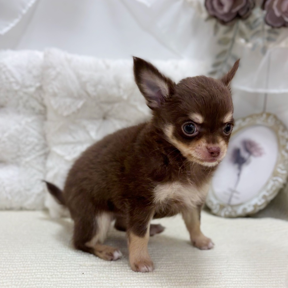 岐阜県のチワワ(ロング) (犬の家＆猫の里カラフルタウン岐阜店/2026年4月18日生まれ/男の子/チョコレートタン)の子犬の4枚目の画像