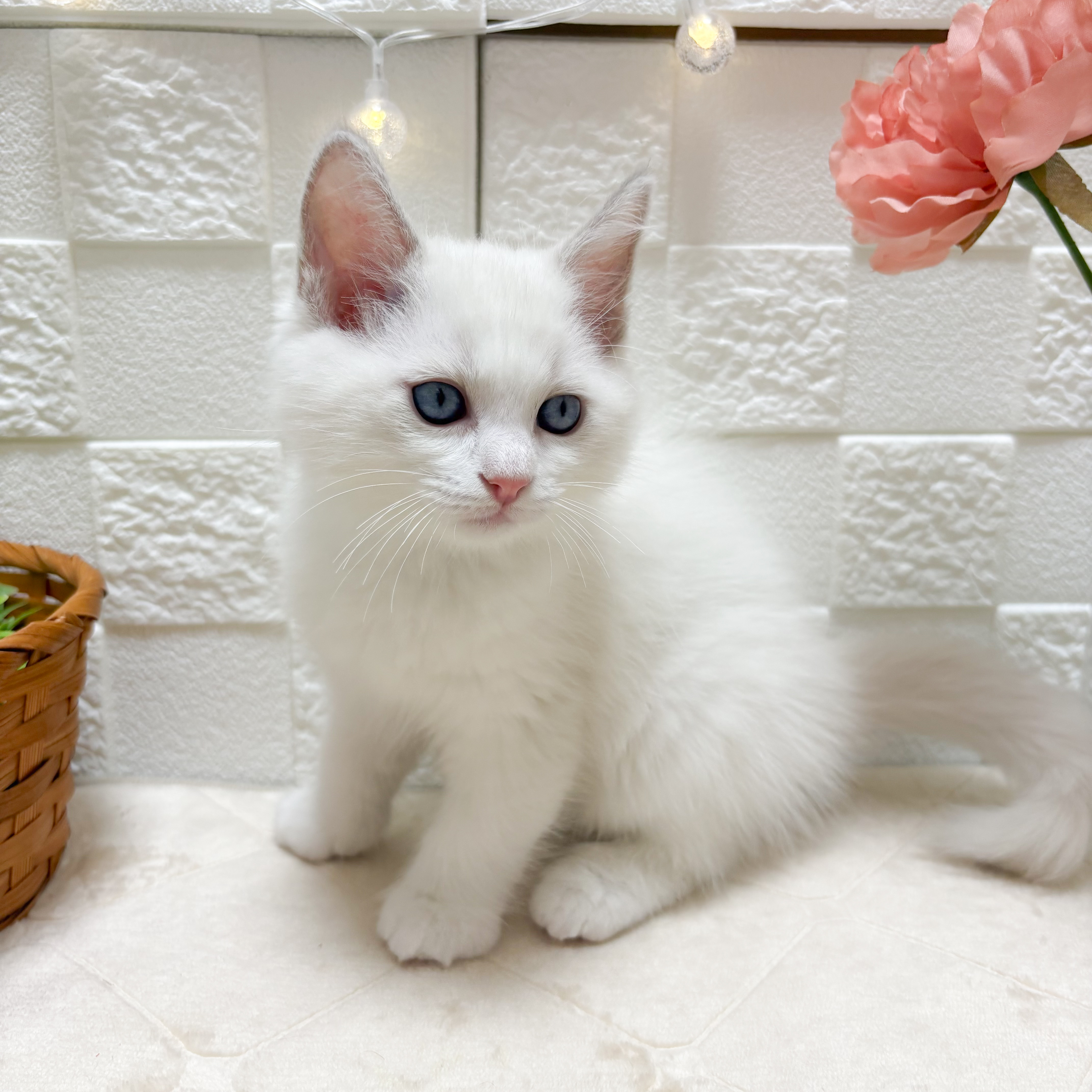 東京都のラグドール (犬の家＆猫の里ペットフォレスト小平店/2026年4月18日生まれ/男の子/ブルーポイントバイカラー)の子猫の4枚目の画像