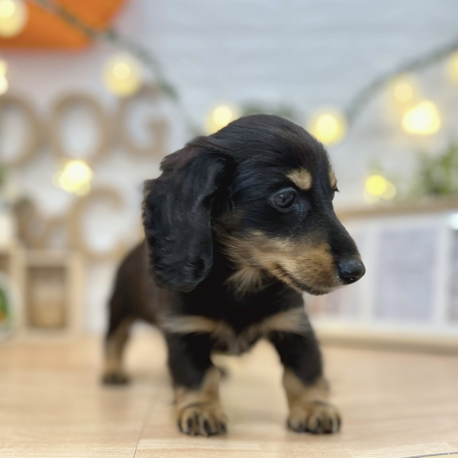 千葉県のミニチュアダックスフンド(ロング) (犬の家＆猫の里ワンズモール稲毛店/2026年4月17日生まれ/男の子/ブラックタン)の子犬の4枚目の画像
