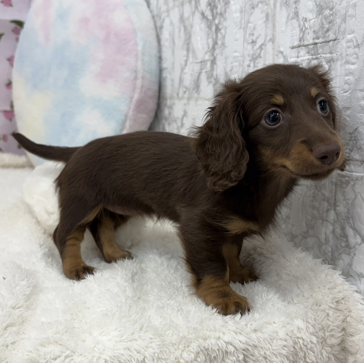 愛知県のミニチュアダックスフンド(ロング) (犬の家＆猫の里エアポートウォーク店/2026年4月17日生まれ/女の子/チョコレートタン)の子犬の4枚目の画像