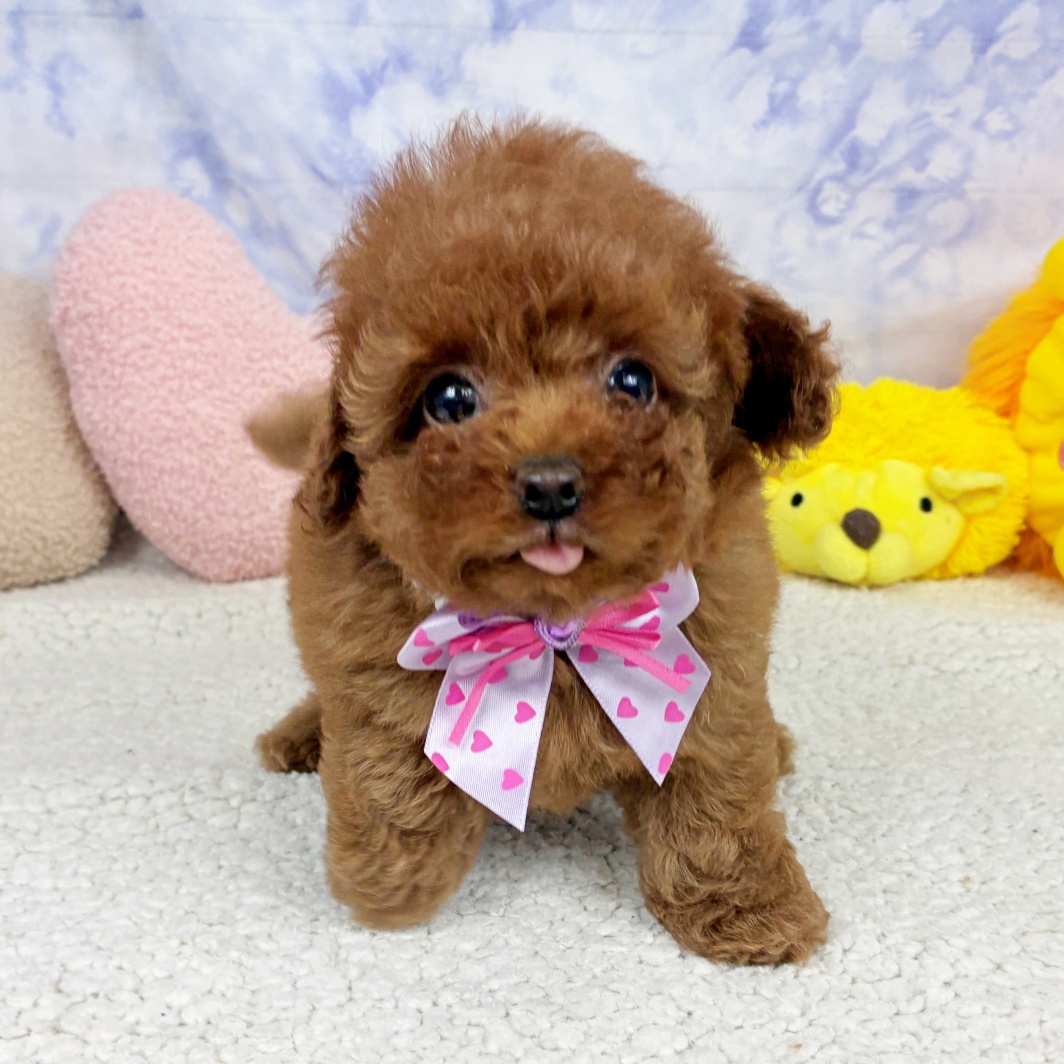 兵庫県のトイプードル(トイ) (犬の家＆猫の里川西店/2026年4月17日生まれ/女の子/レッドフォーン)の子犬の4枚目の画像