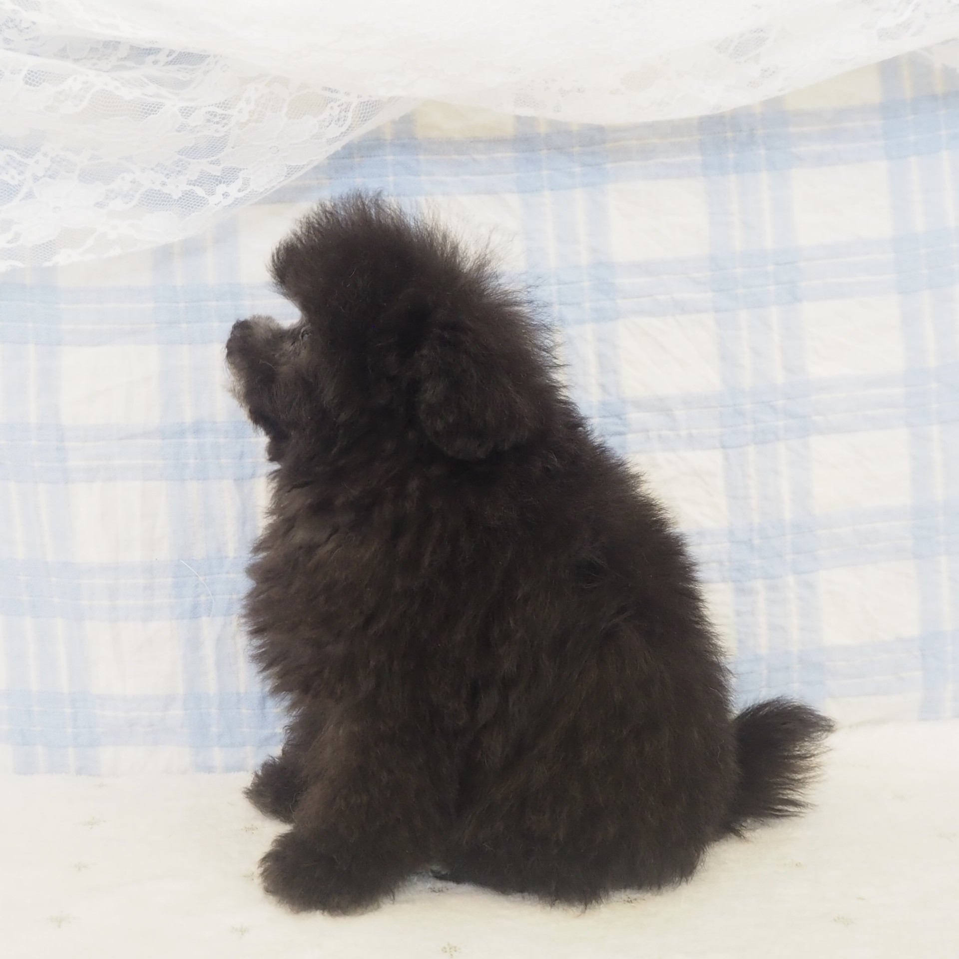 大阪府のトイプードル(ティーカップ) (犬の家＆猫の里もりのみやキューズモールBASE店/2026年4月15日生まれ/女の子/グレー)の子犬の4枚目の画像
