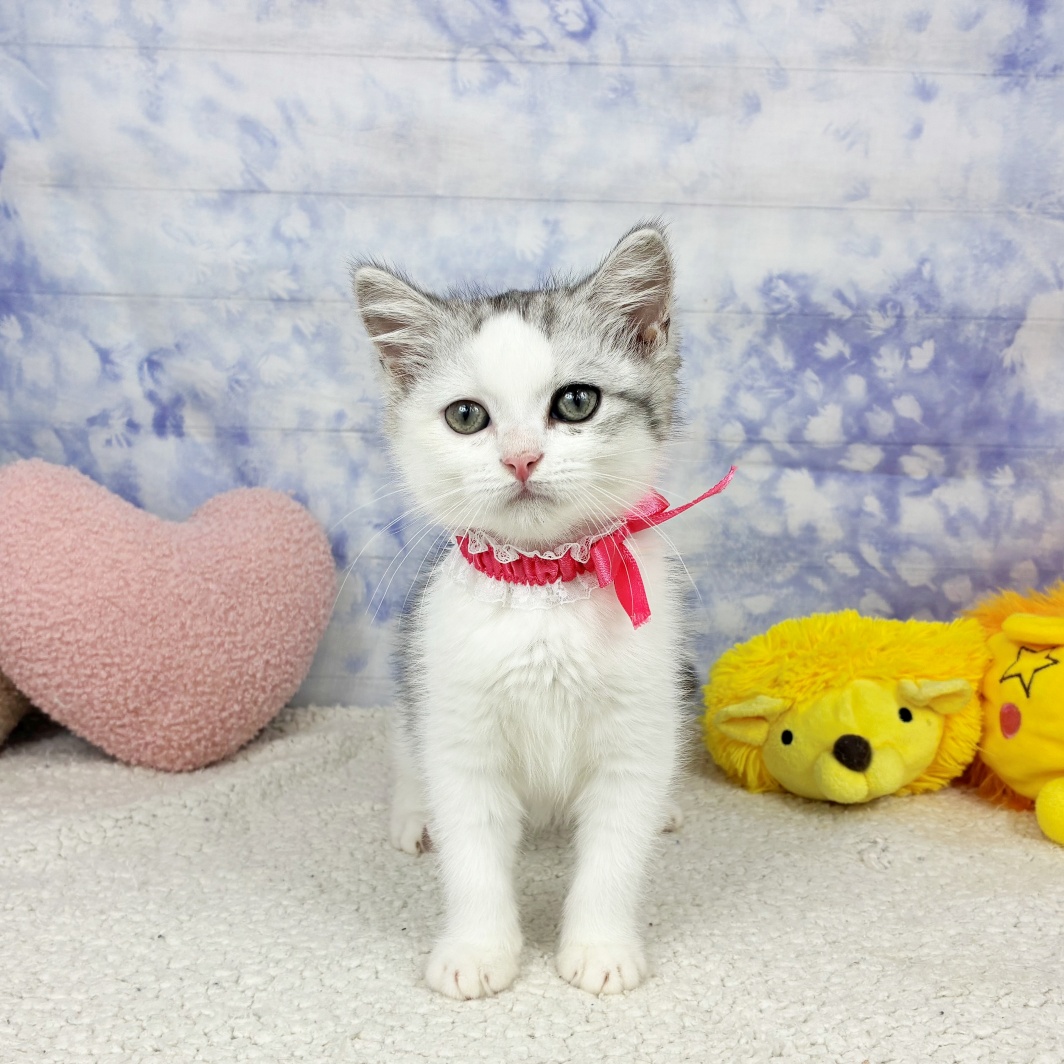 兵庫県のミヌエット (犬の家＆猫の里川西店/2026年4月5日生まれ/女の子/シルバータビーホワイト)の子猫の4枚目の画像