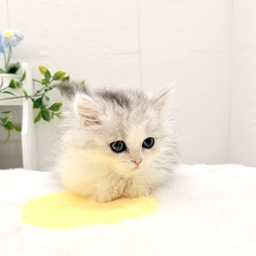 愛知県のミヌエット (犬の家＆猫の里豊川インター店/2026年4月5日生まれ/女の子/チンチラシルバー)の子猫の4枚目の画像