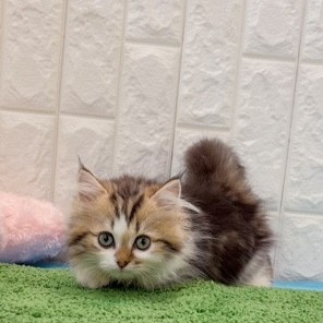 岡山県のミヌエット (犬の家＆猫の里倉敷店/2026年4月11日生まれ/男の子/ブラウンタビーホワイト)の子猫の4枚目の画像