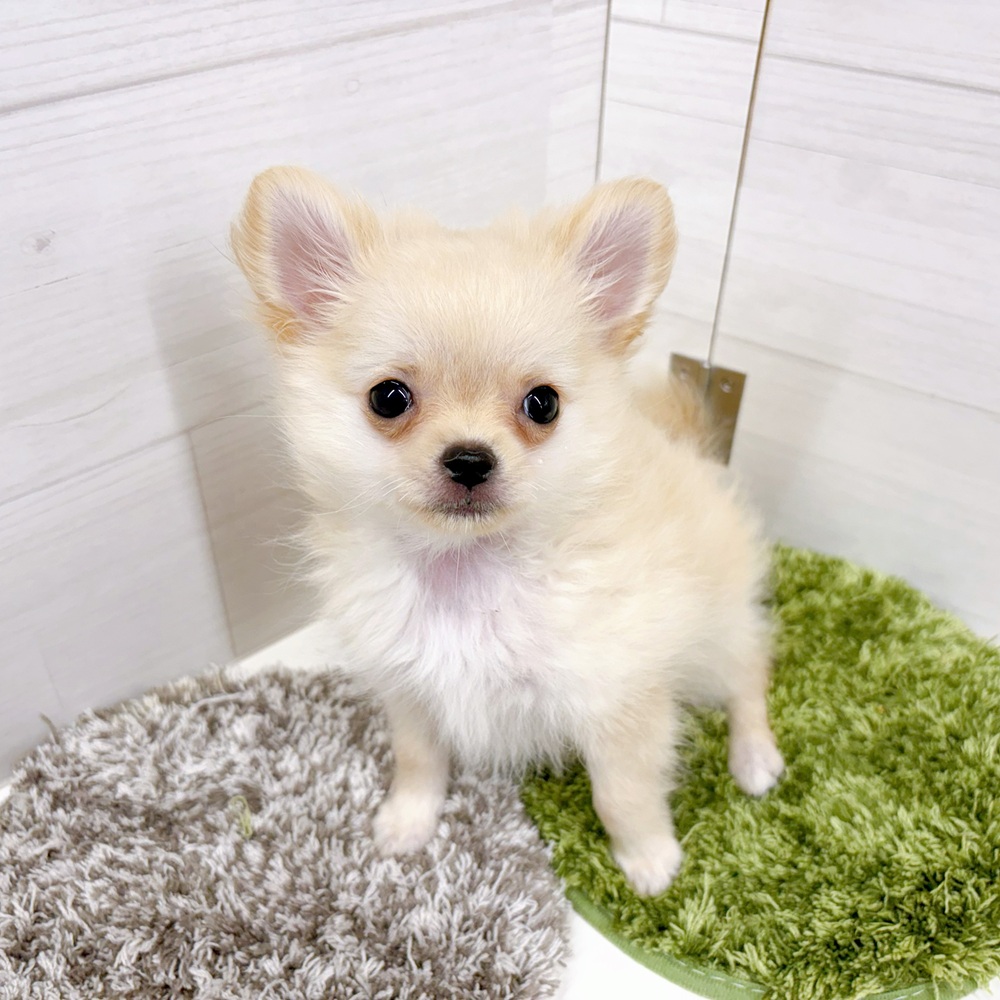 石川県のポメチワ/チワポメ/ポメチー(ポメラニアン×チワワ) (犬の家＆猫の里アミーゴ金沢おこばた店/2026年4月15日生まれ/男の子/クリーム)の子犬の4枚目の画像