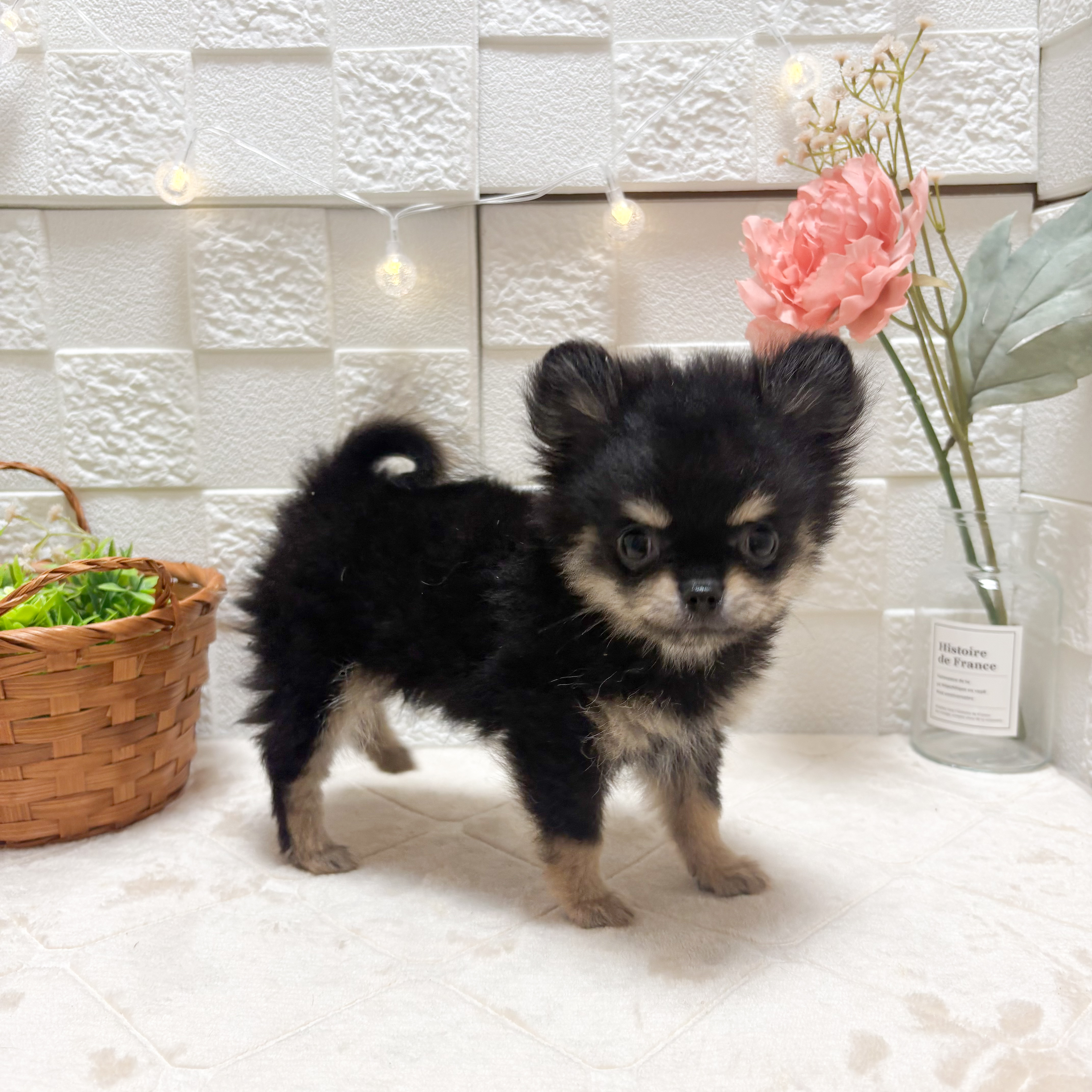 東京都のポメチワ/チワポメ/ポメチー(ポメラニアン×チワワ) (犬の家＆猫の里ペットフォレスト小平店/2026年4月15日生まれ/男の子/ブラックタン)の子犬の4枚目の画像