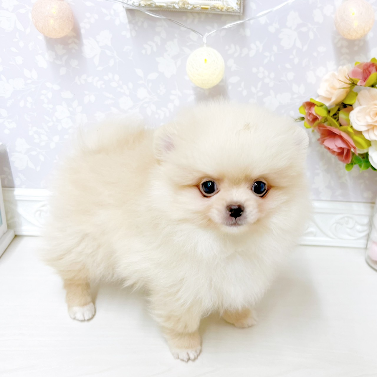 富山県のポメチワ/チワポメ/ポメチー(ポメラニアン×チワワ) (犬の家＆猫の里アミーゴ山室店/2026年4月18日生まれ/男の子/クリーム)の子犬の4枚目の画像