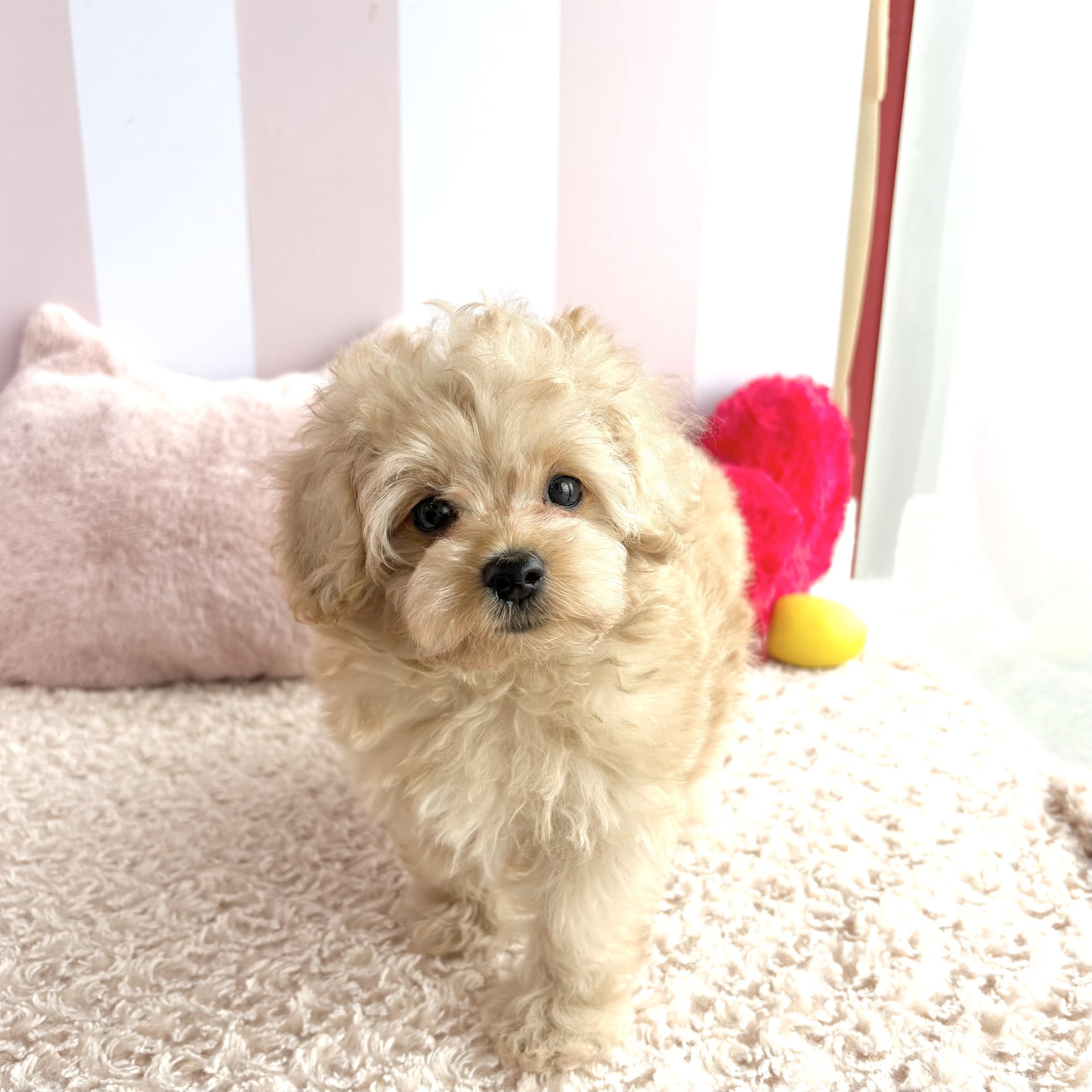 岡山県のマルプー(マルチーズ×プードル) (犬の家＆猫の里倉敷中庄店/2026年4月16日生まれ/男の子/クリーム)の子犬の4枚目の画像