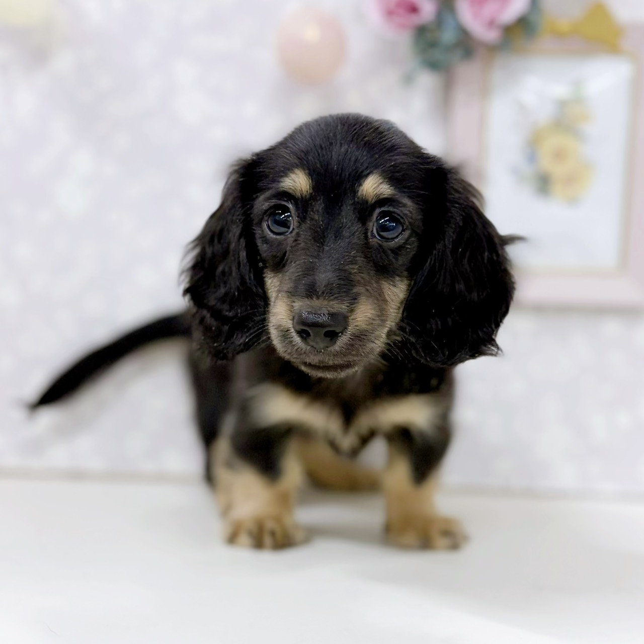 富山県のミニチュアダックスフンド(ロング) (犬の家＆猫の里アミーゴ高岡蓮花寺店/2026年4月18日生まれ/女の子/ブラッククリーム)の子犬の4枚目の画像
