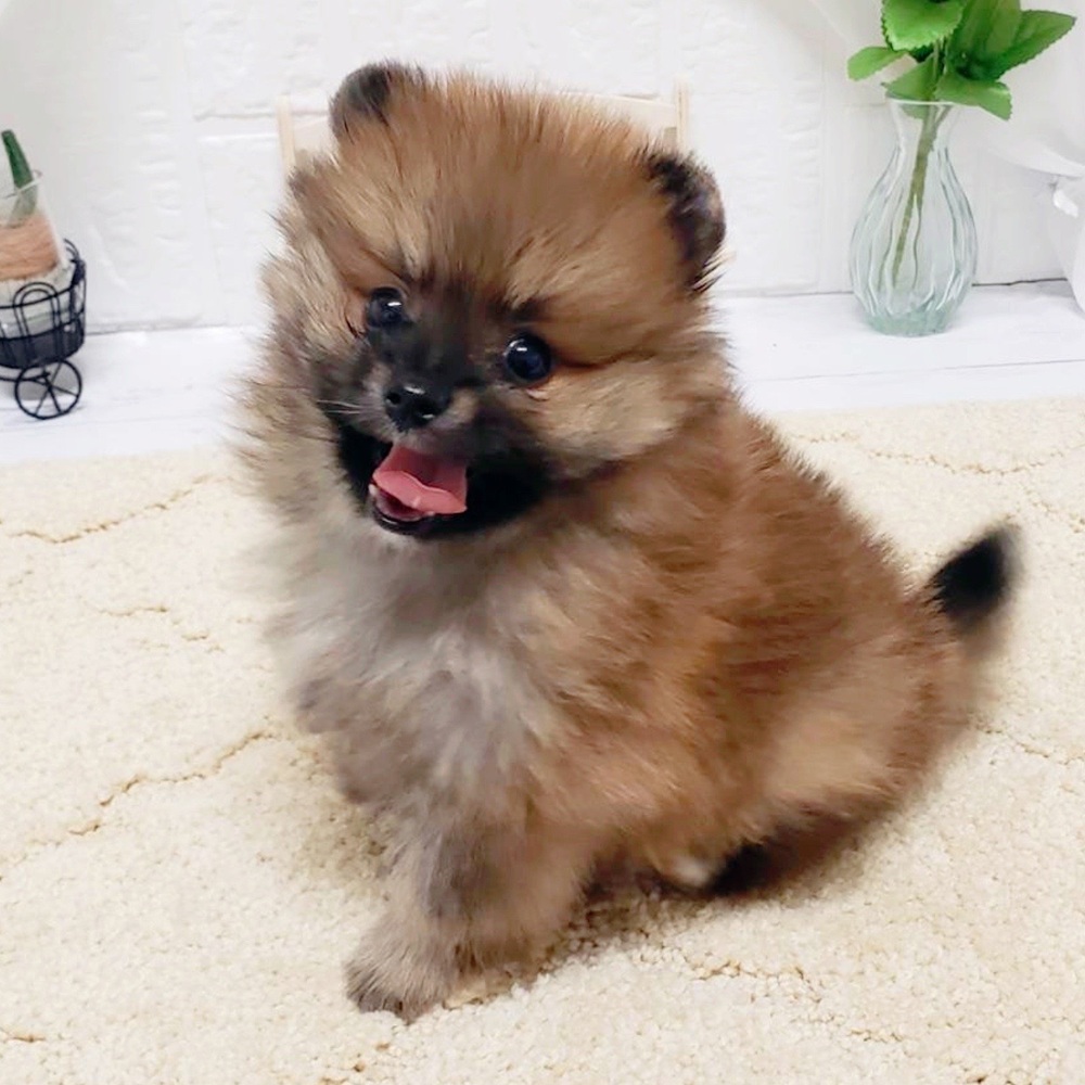 岡山県のポメラニアン (犬の家＆猫の里岡山店/2026年4月19日生まれ/男の子/オレンジ)の子犬の4枚目の画像