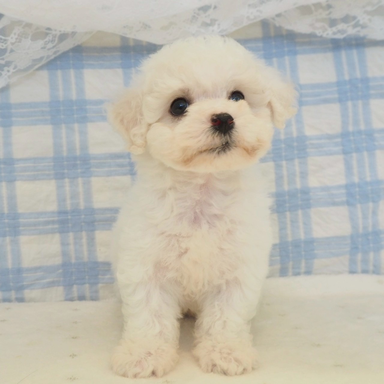 大阪府のビションフリーゼ (犬の家＆猫の里もりのみやキューズモールBASE店/2026年4月18日生まれ/男の子/ホワイト)の子犬の4枚目の画像
