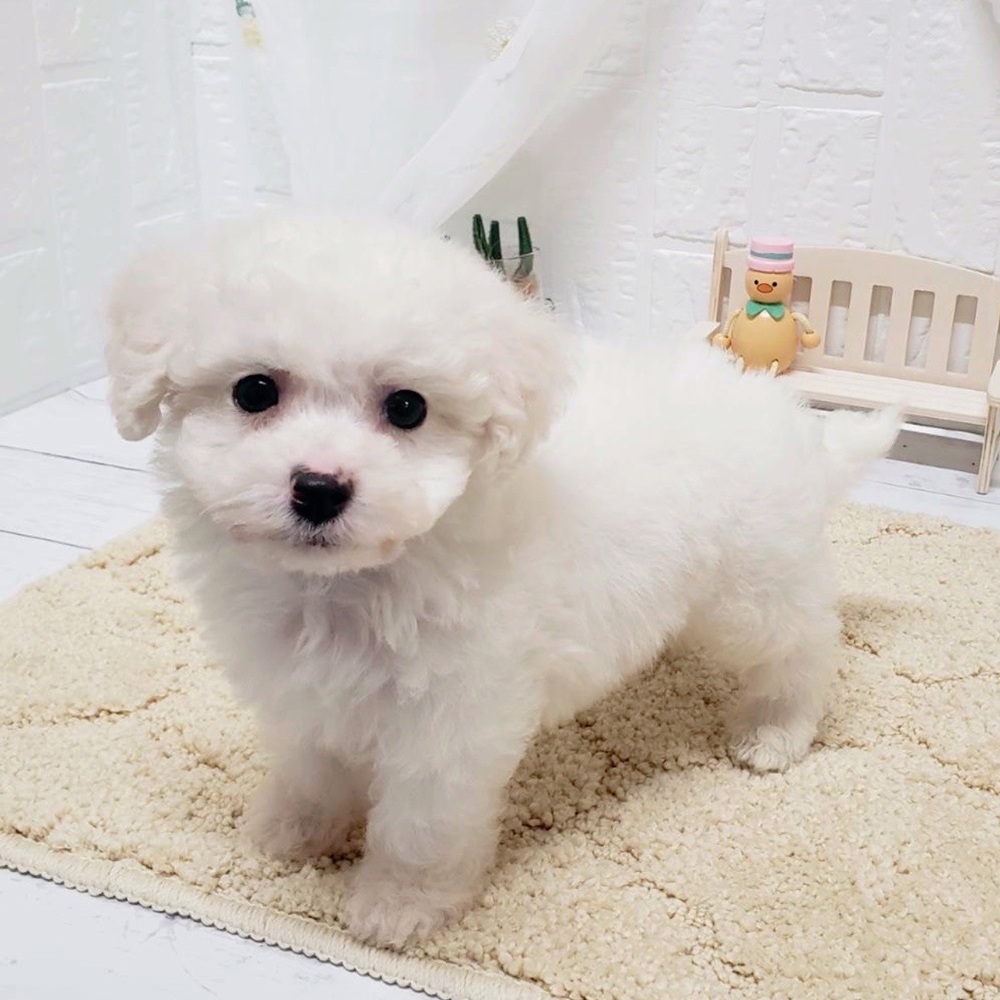 岡山県のビションフリーゼ (犬の家＆猫の里岡山店/2026年4月18日生まれ/男の子/ホワイト)の子犬の4枚目の画像