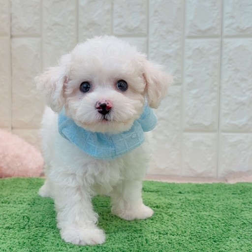 岡山県のビションフリーゼ (犬の家＆猫の里倉敷店/2026年4月18日生まれ/男の子/ホワイト)の子犬の4枚目の画像