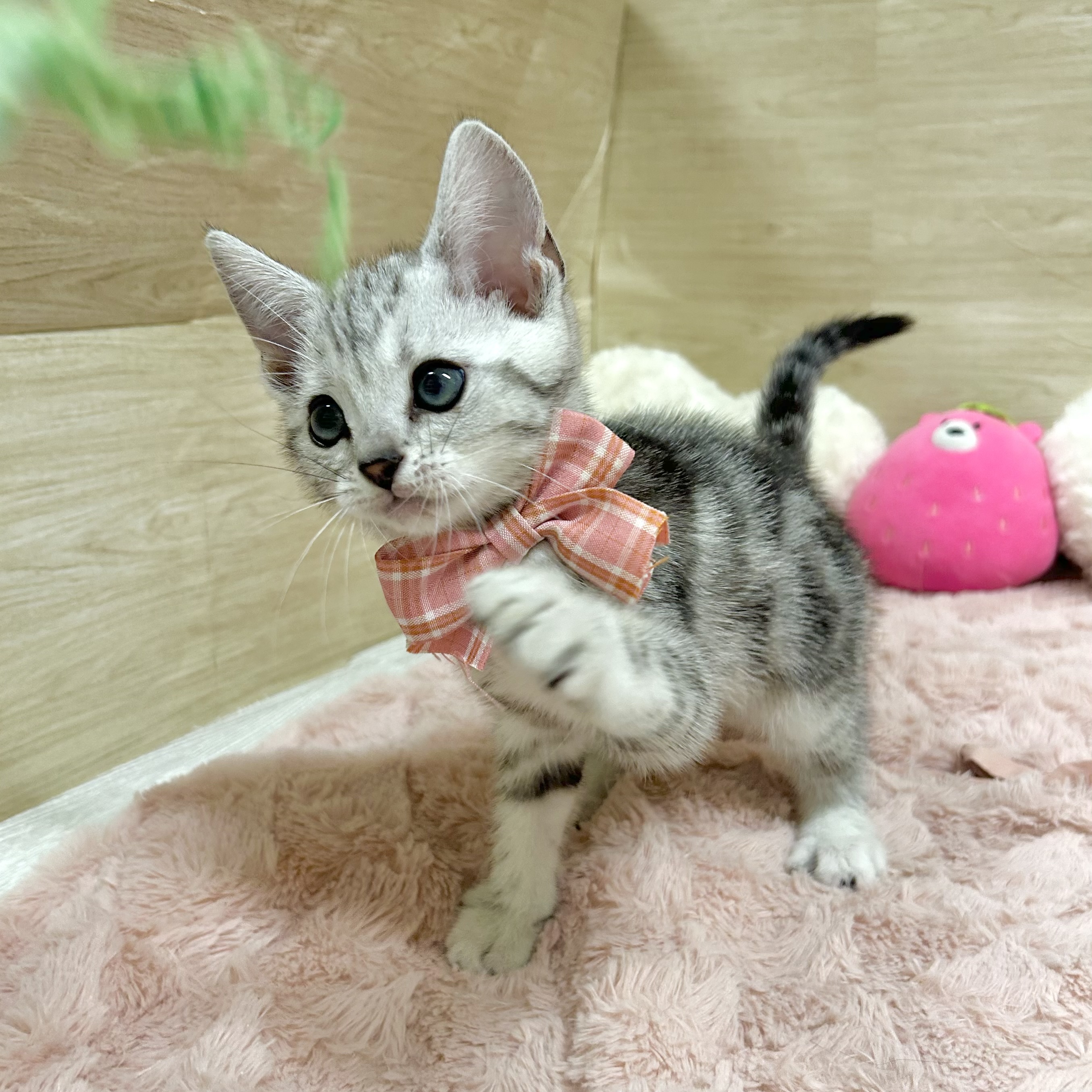 大阪府のアメリカンショートヘアー (犬の家＆猫の里そよら東岸和田店/2026年4月11日生まれ/女の子/シルバータビー)の子猫の4枚目の画像
