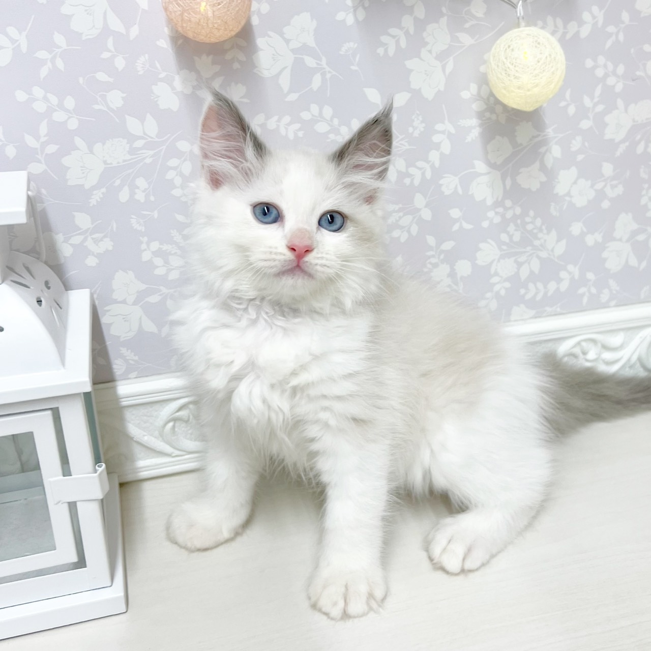 富山県のラグドール (犬の家＆猫の里アミーゴ山室店/2026年4月17日生まれ/女の子/シールポイントバイカラー)の子猫の4枚目の画像