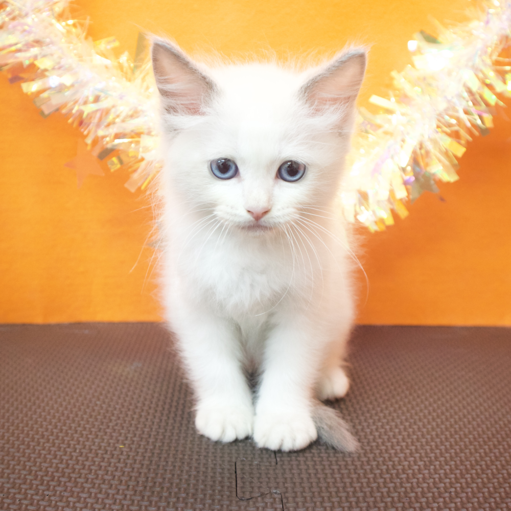 大阪府のラグドール (犬の家＆猫の里吹田店/2026年4月17日生まれ/男の子/ブルーポイントバイカラー)の子猫の4枚目の画像