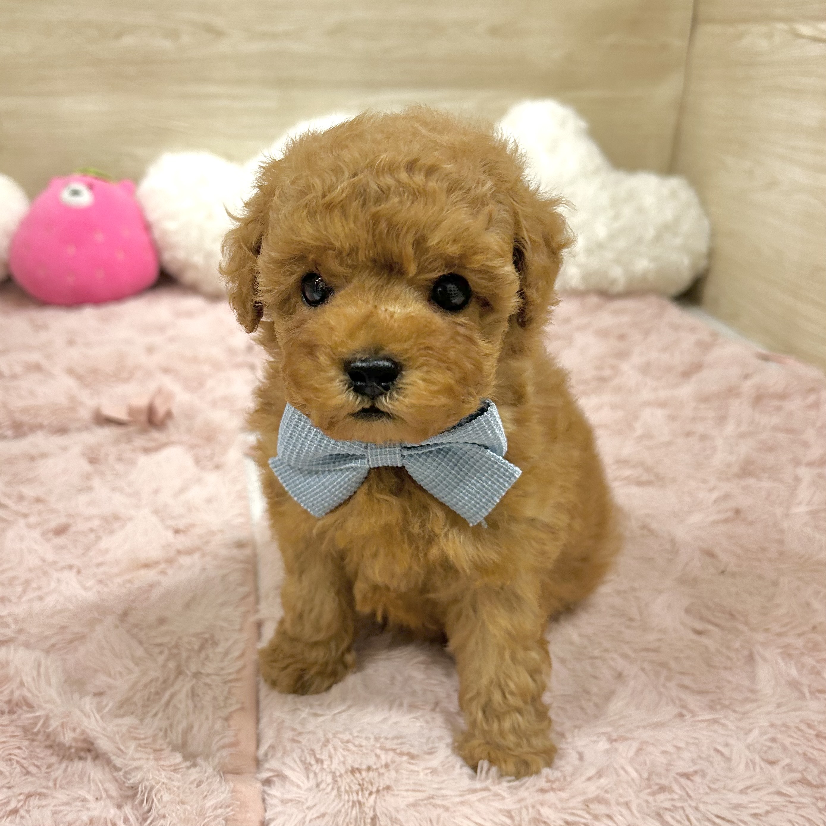 大阪府のトイプードル(トイ) (犬の家＆猫の里そよら東岸和田店/2026年4月18日生まれ/男の子/レッドフォーン)の子犬の4枚目の画像