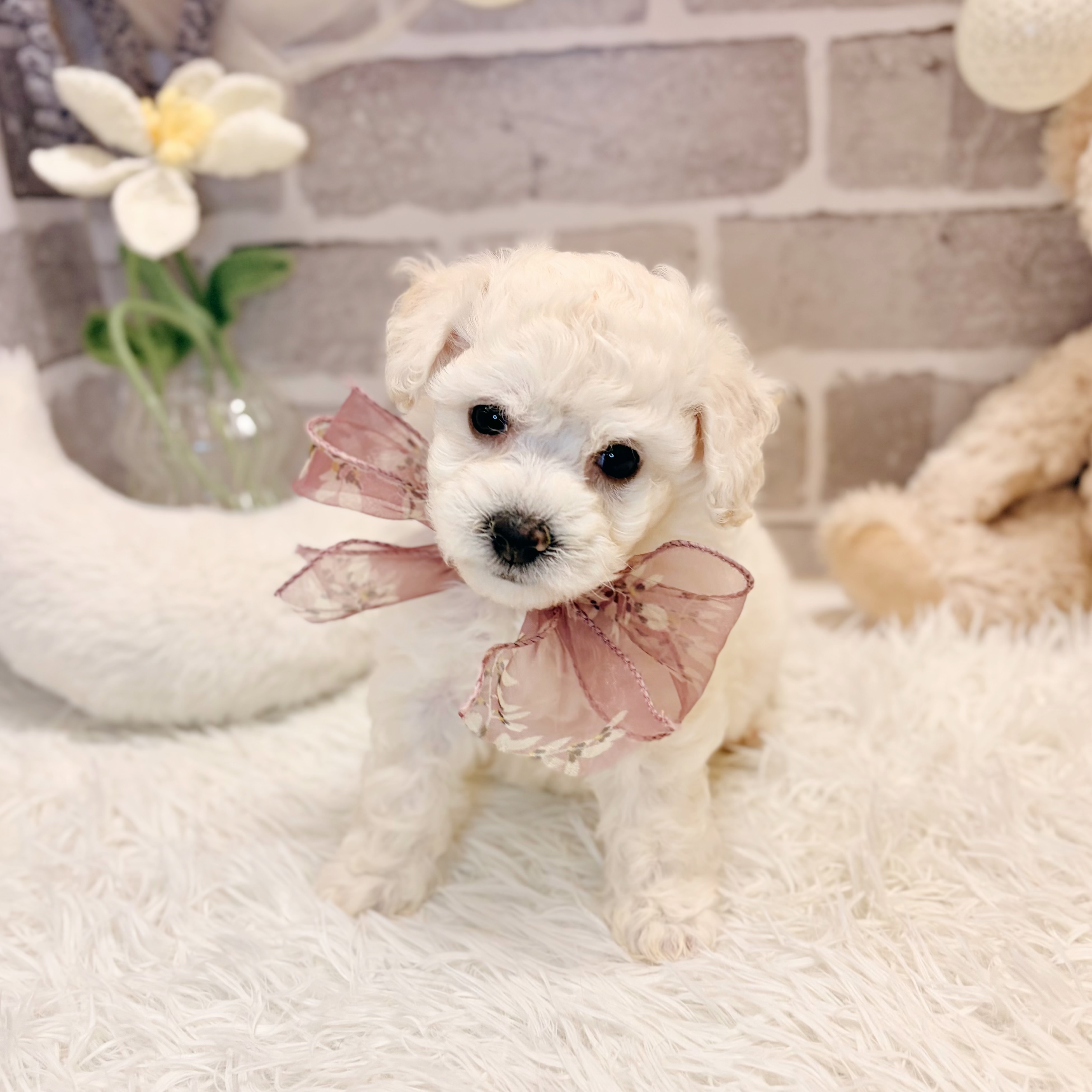 兵庫県のビションプー(ビションフリーゼ×プードル) (犬の家＆猫の里神戸店/2026年4月19日生まれ/女の子/ホワイト)の子犬の4枚目の画像