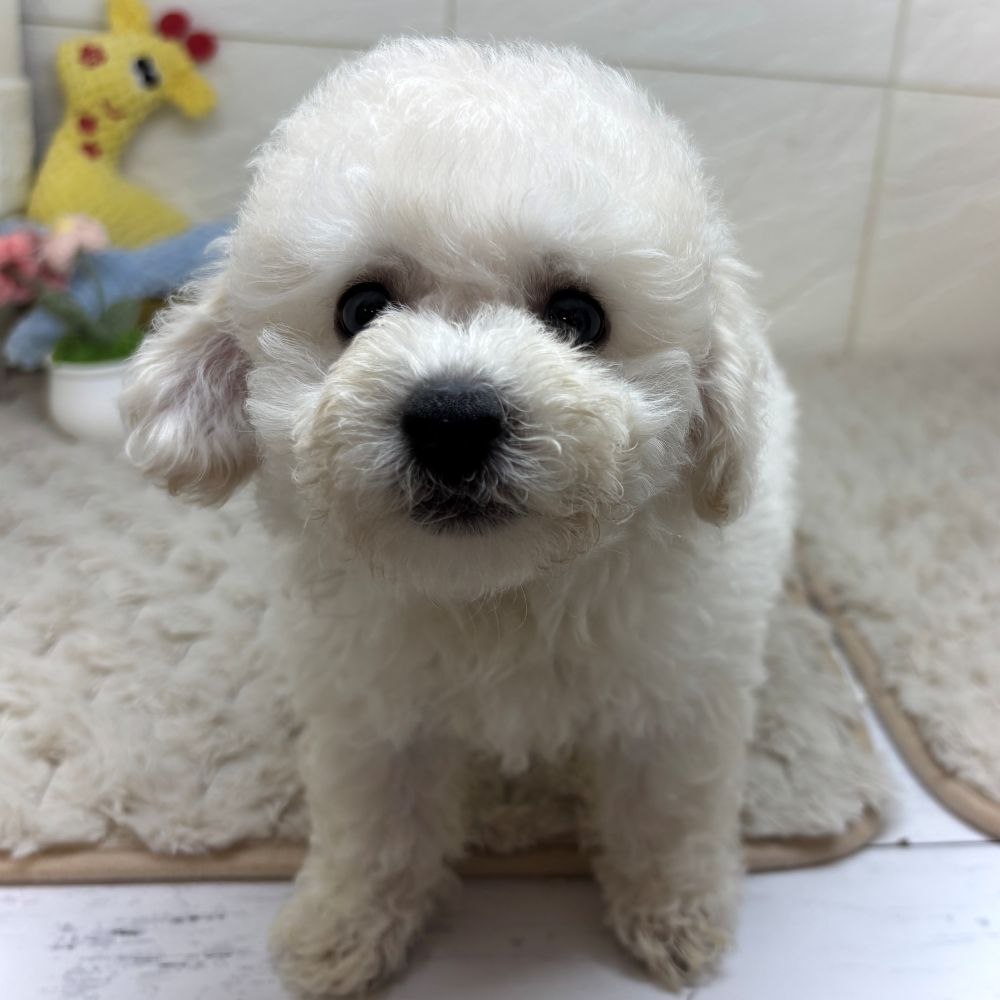 兵庫県のビションプー(ビションフリーゼ×プードル) (犬の家＆猫の里ゆめタウン姫路店/2026年4月19日生まれ/男の子/ホワイト)の子犬の4枚目の画像