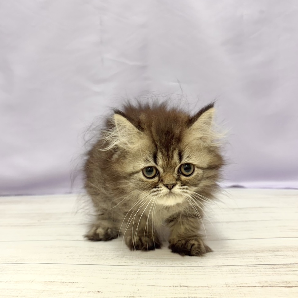 兵庫県のエキゾチック (犬の家＆猫の里尼崎店/2026年4月15日生まれ/男の子/ブラウンタビー)の子猫の4枚目の画像