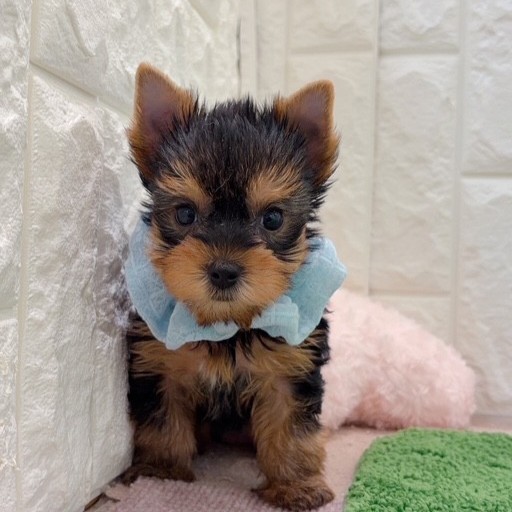 岡山県のヨークシャーテリアの子犬を価格や特徴で探す|ペットショップ