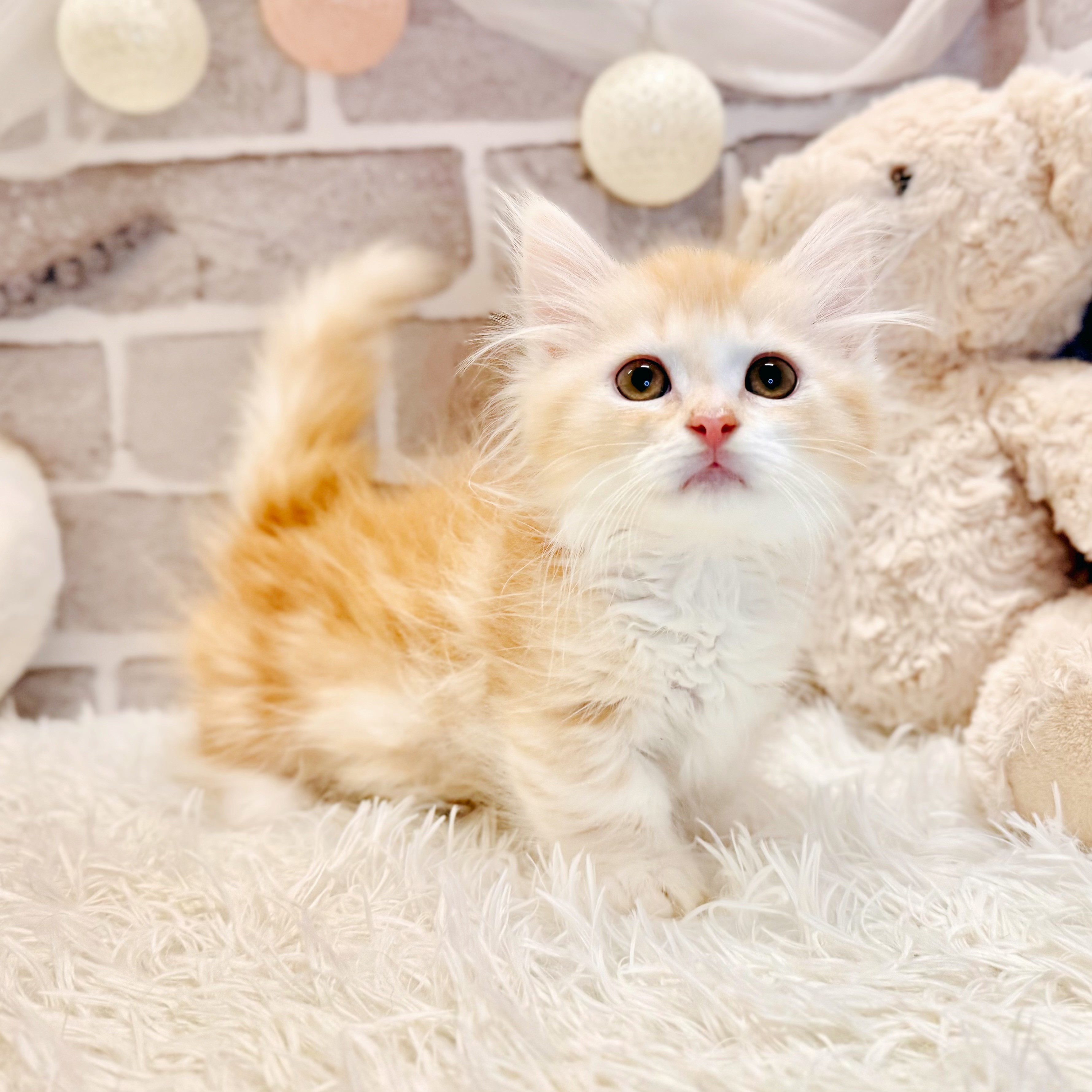 兵庫県のマンチカン (犬の家＆猫の里神戸店/2026年4月17日生まれ/男の子/レッドタビーホワイト)の子猫の4枚目の画像