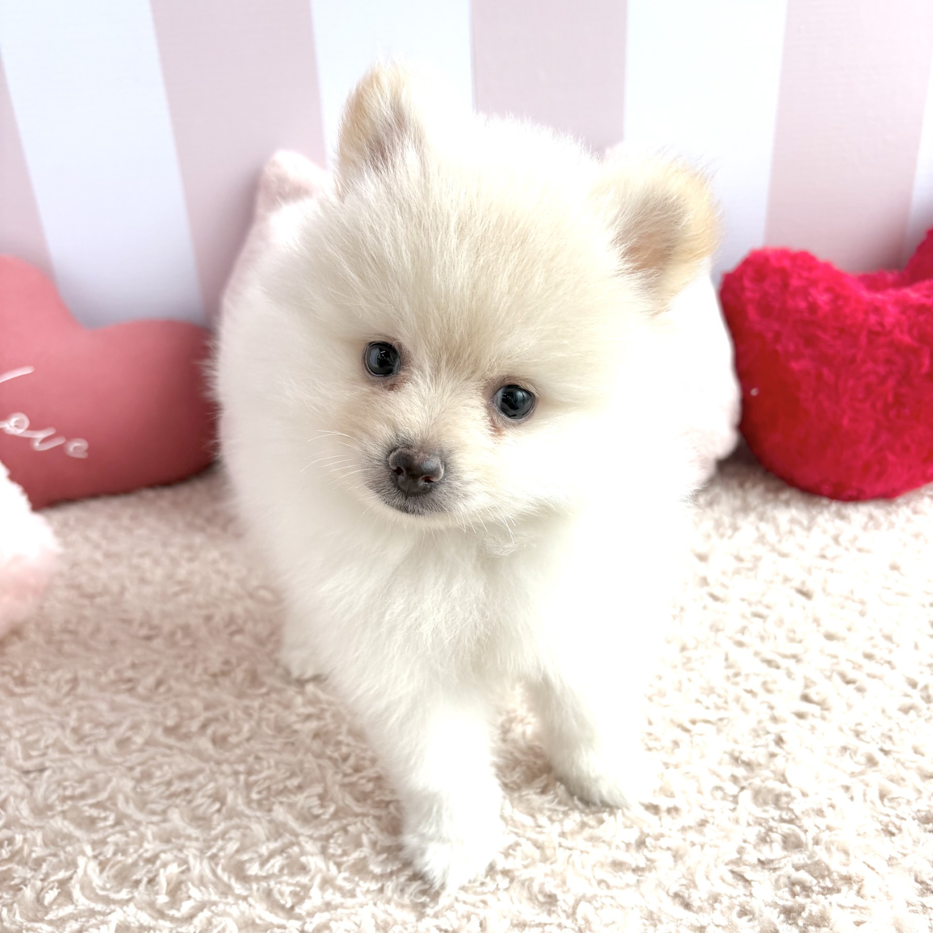 岡山県のポメラニアン (犬の家＆猫の里倉敷中庄店/2026年4月19日生まれ/女の子/クリーム)の子犬の4枚目の画像