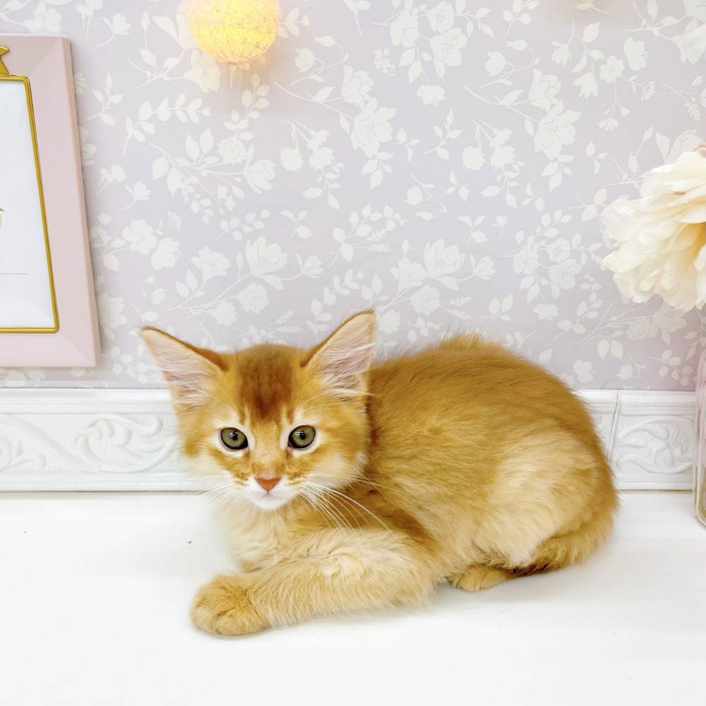 富山県のソマリ (犬の家＆猫の里富山店/2026年4月13日生まれ/男の子/レッド)の子猫の4枚目の画像
