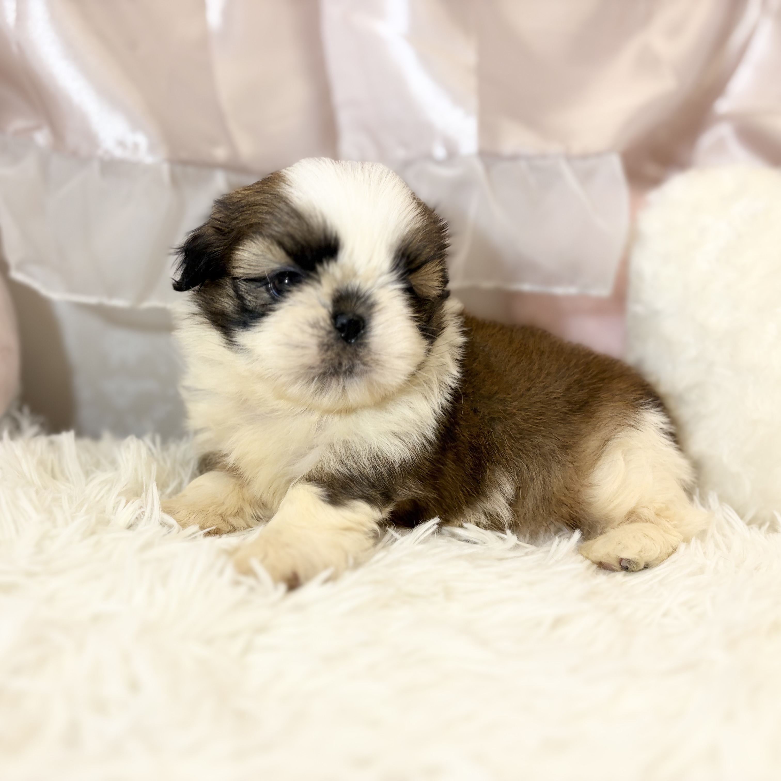 兵庫県のシーズー (犬の家＆猫の里カナート西神戸店/2026年4月14日生まれ/男の子/ゴールドホワイト)の子犬の4枚目の画像