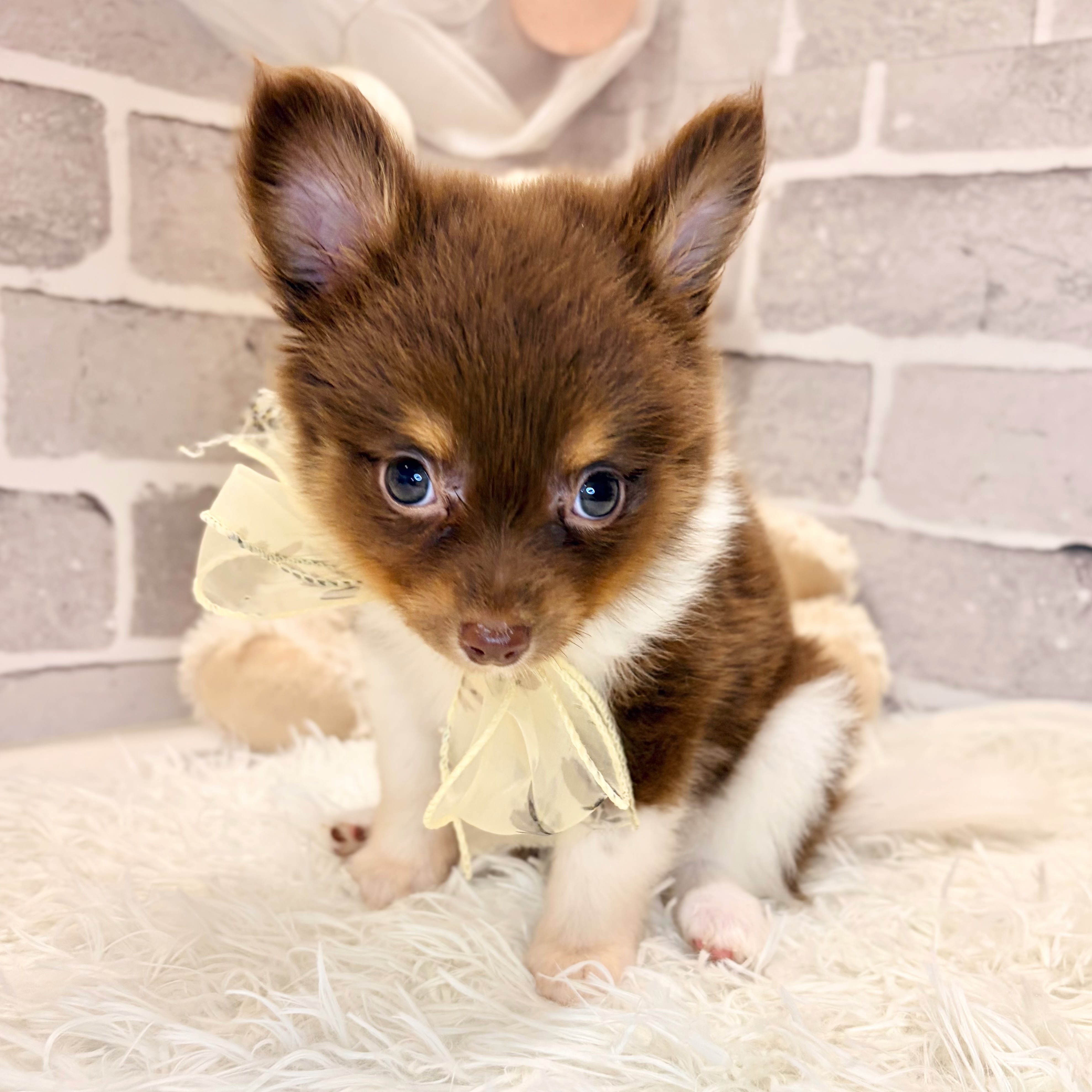 兵庫県のポメチワ/チワポメ/ポメチー(ポメラニアン×チワワ) (犬の家＆猫の里神戸店/2026年4月19日生まれ/女の子/チョコレートホワイト)の子犬の4枚目の画像