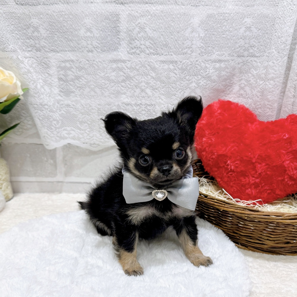 滋賀県のチワワ(ロング) (犬の家＆猫の里長浜店/2026年4月19日生まれ/男の子/ブラックタン)の子犬の4枚目の画像