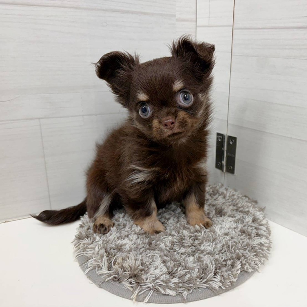 石川県のチワワ(ロング) (犬の家＆猫の里アミーゴ金沢おこばた店/2026年4月19日生まれ/女の子/チョコレートタン)の子犬の4枚目の画像