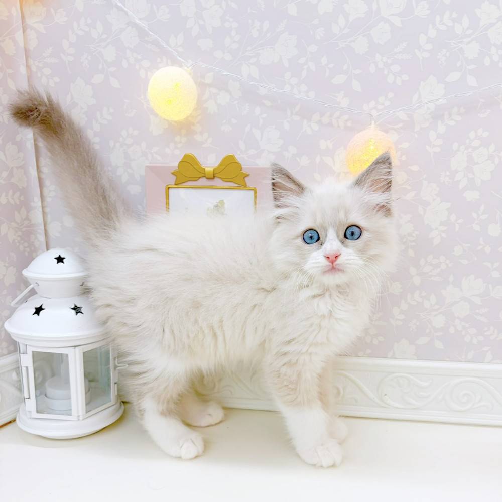 富山県のラグドール (犬の家＆猫の里富山店/2026年4月19日生まれ/男の子/ブルーポイントバイカラー)の子猫の4枚目の画像
