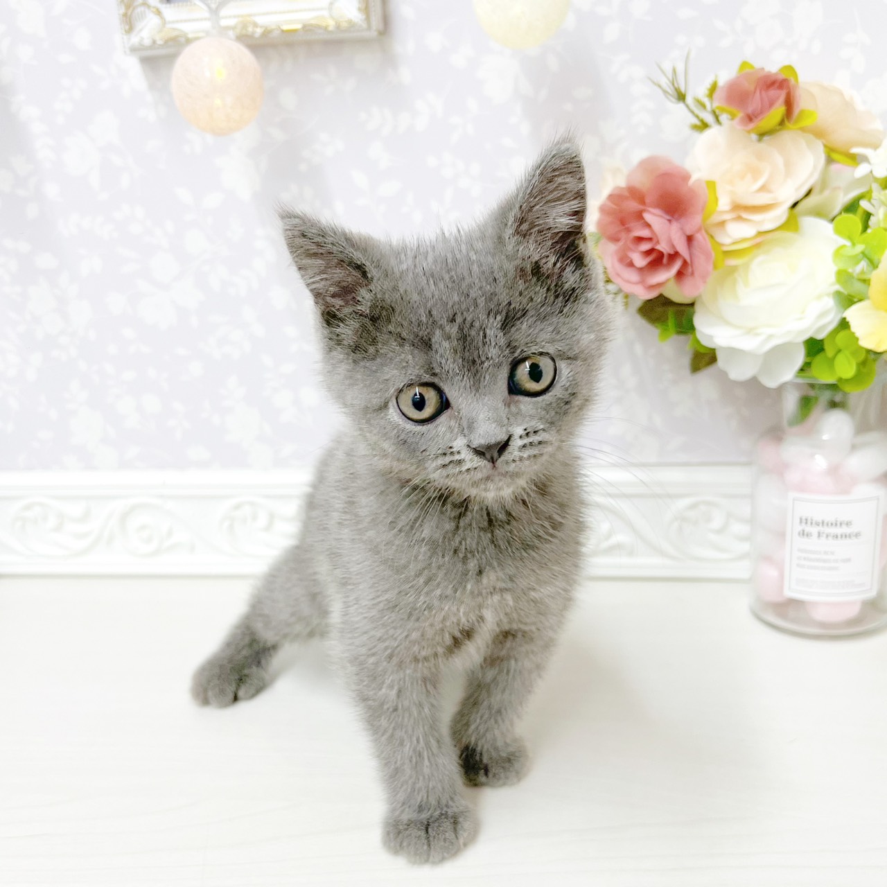 富山県のブリティッシュショートヘアー (犬の家＆猫の里アミーゴ山室店/2026年4月16日生まれ/男の子/ブルー)の子猫の4枚目の画像