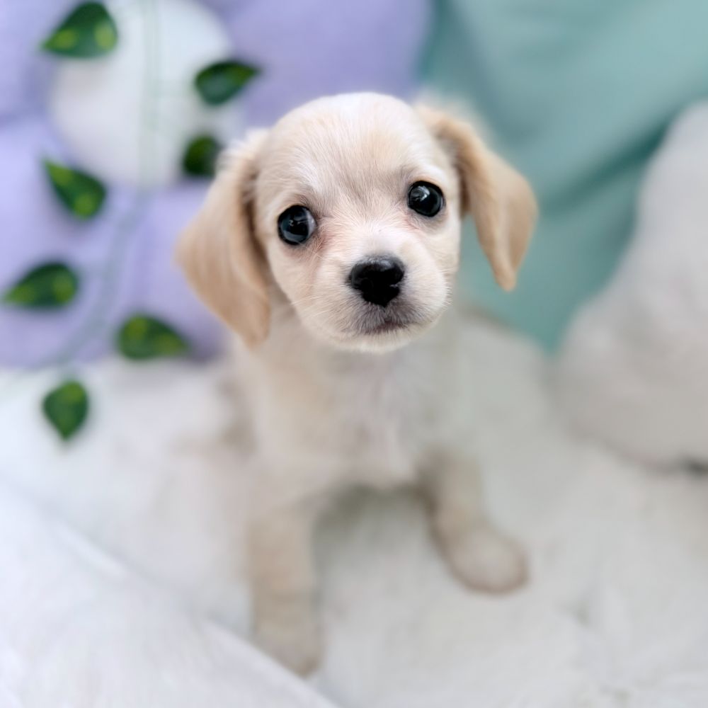 愛知県のチワックス(チワワ×ダックス) (犬の家＆猫の里愛知刈谷店/2026年4月18日生まれ/男の子/クリーム)の子犬の4枚目の画像