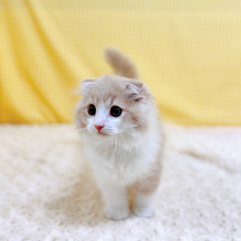 愛知県のスコティッシュフォールド (犬の家＆猫の里一宮店/2026年4月14日生まれ/男の子/クリームタビーホワイト)の子猫の4枚目の画像
