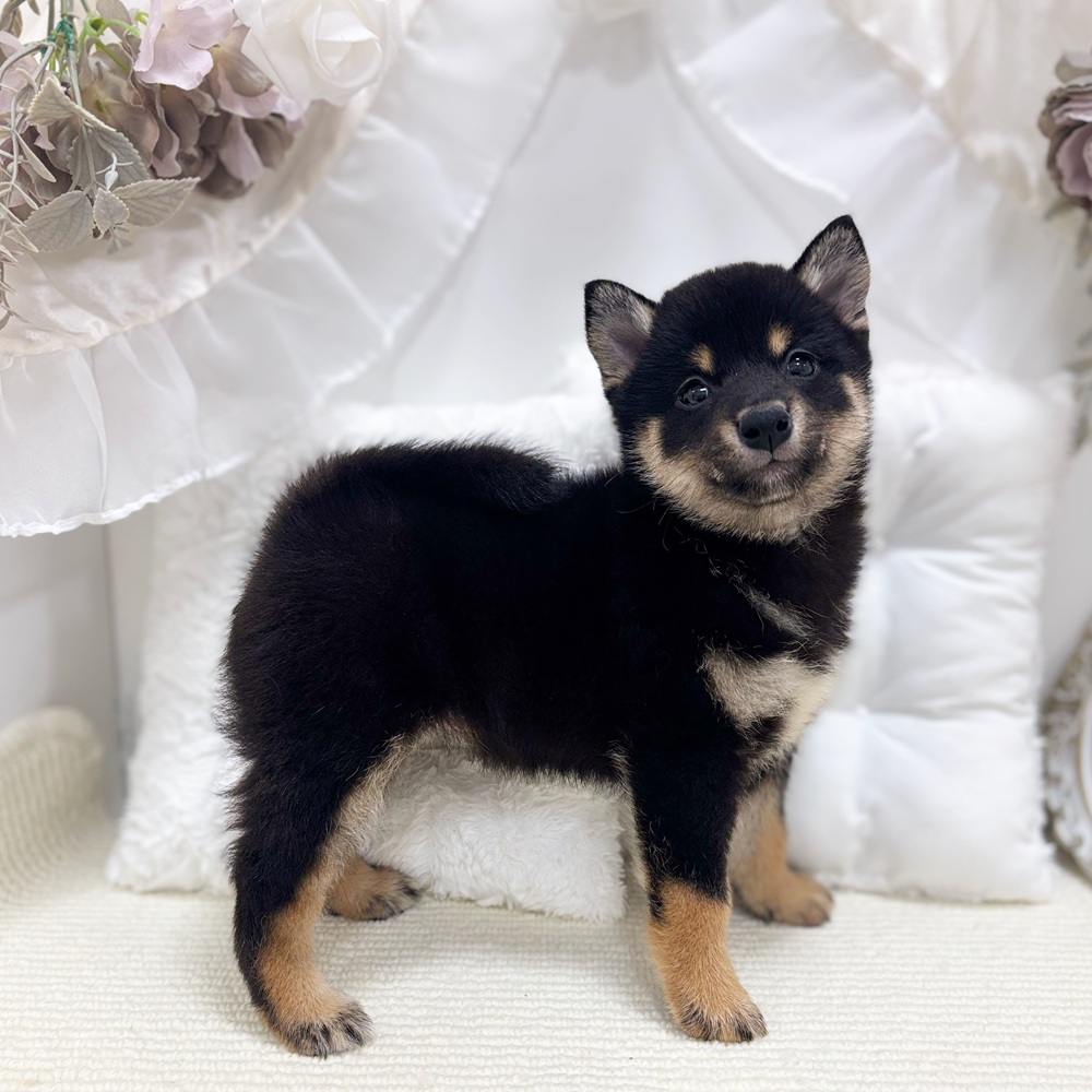 柴犬女の子の写真