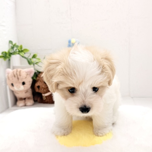 愛知県のハーフ犬・ミックス犬 (犬の家＆猫の里豊川インター店/2026年4月19日生まれ/男の子/ホワイトクリーム)の子犬の4枚目の画像