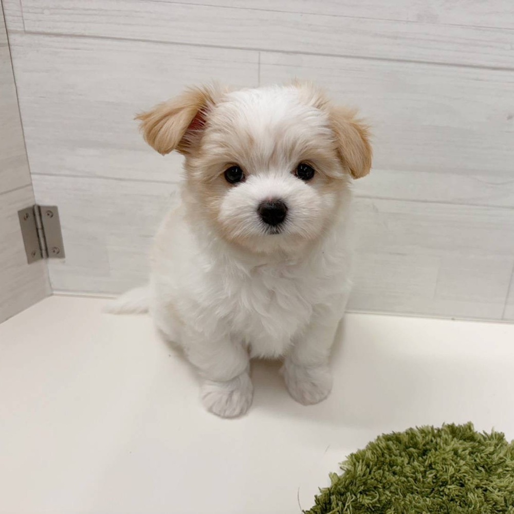 石川県のハーフ犬・ミックス犬 (犬の家＆猫の里アミーゴ金沢おこばた店/2026年4月19日生まれ/女の子/ホワイトクリーム)の子犬の4枚目の画像