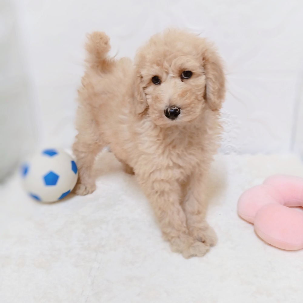 愛知県のスタンダードプードル (犬の家＆猫の里岡崎店/2026年4月17日生まれ/女の子/ペールフォーン)の子犬の4枚目の画像
