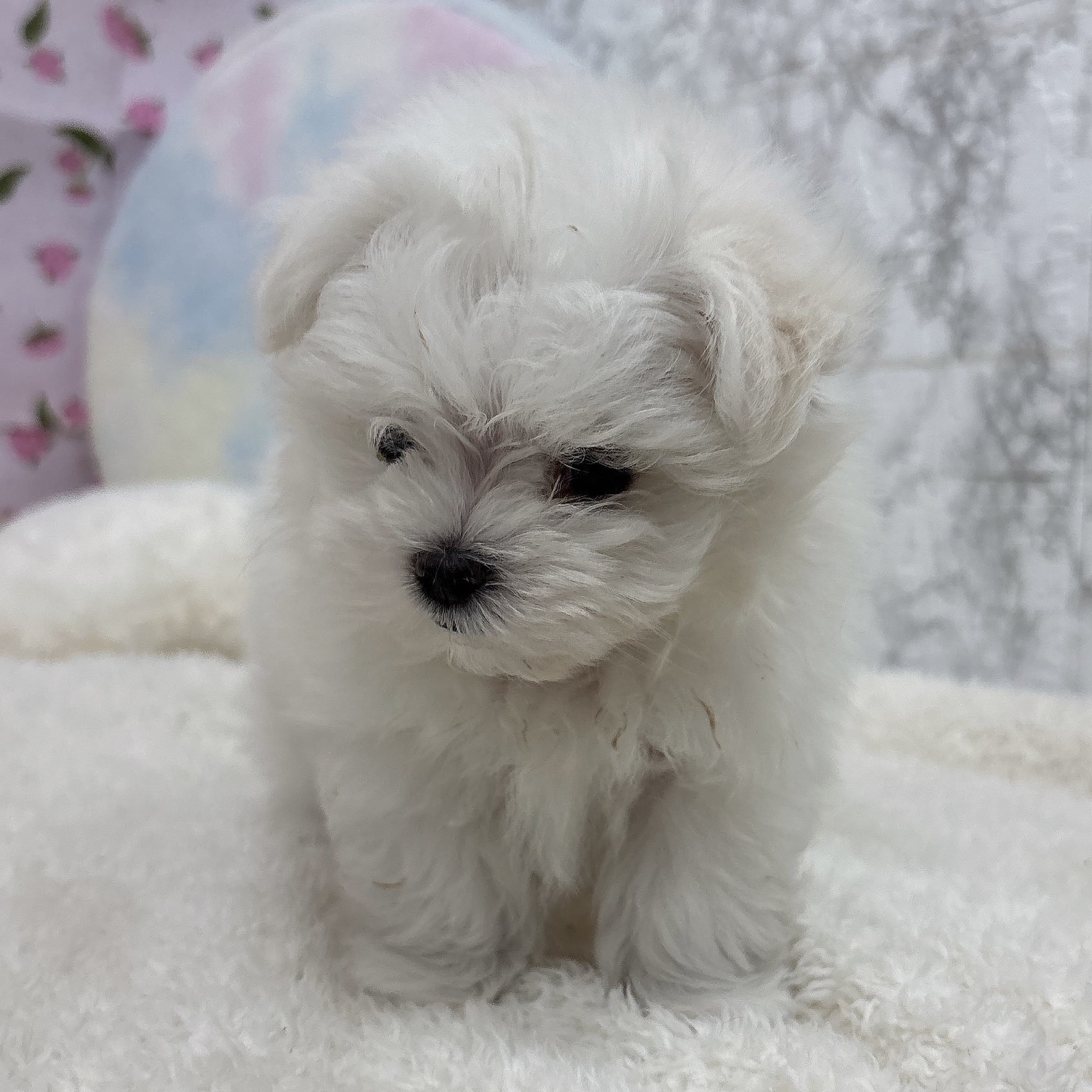 愛知県のマルチーズ (犬の家＆猫の里エアポートウォーク店/2026年4月19日生まれ/男の子/ホワイト)の子犬の4枚目の画像