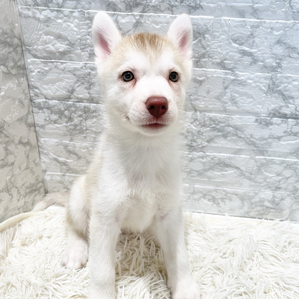愛知県のシベリアンハスキー (犬の家＆猫の里MiO香久山店/2026年4月19日生まれ/女の子/レッドホワイト)の子犬の4枚目の画像