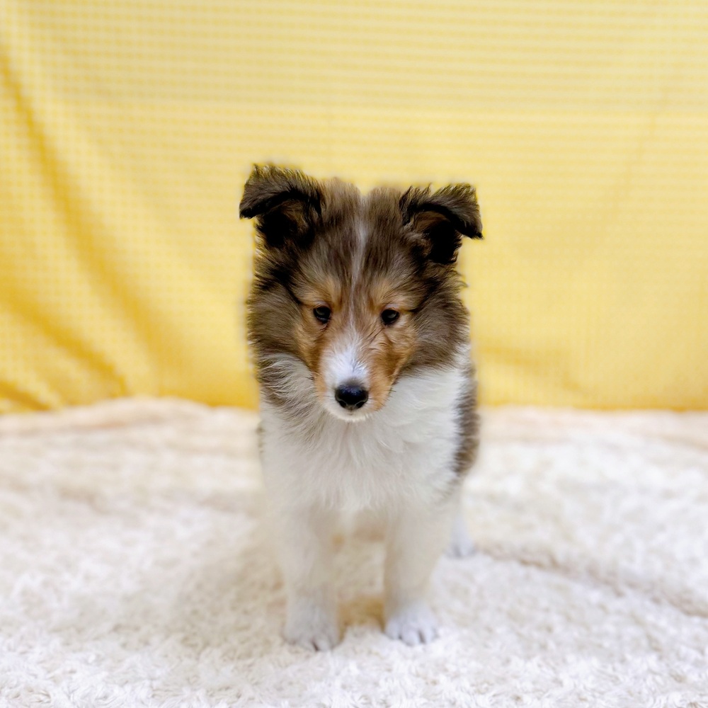 愛知県のシェットランドシープドッグ (犬の家＆猫の里一宮店/2026年4月18日生まれ/男の子/セーブルホワイト)の子犬の4枚目の画像