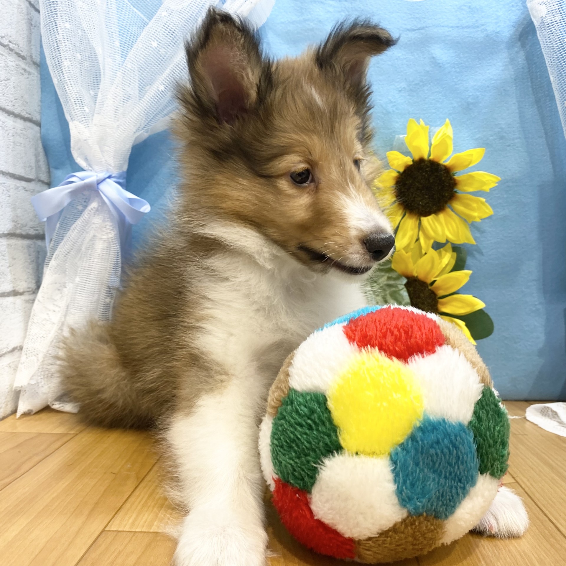 長野県のシェットランドシープドッグ (犬の家＆猫の里カインズ梓川店/2026年4月18日生まれ/男の子/セーブルホワイト)の子犬の4枚目の画像