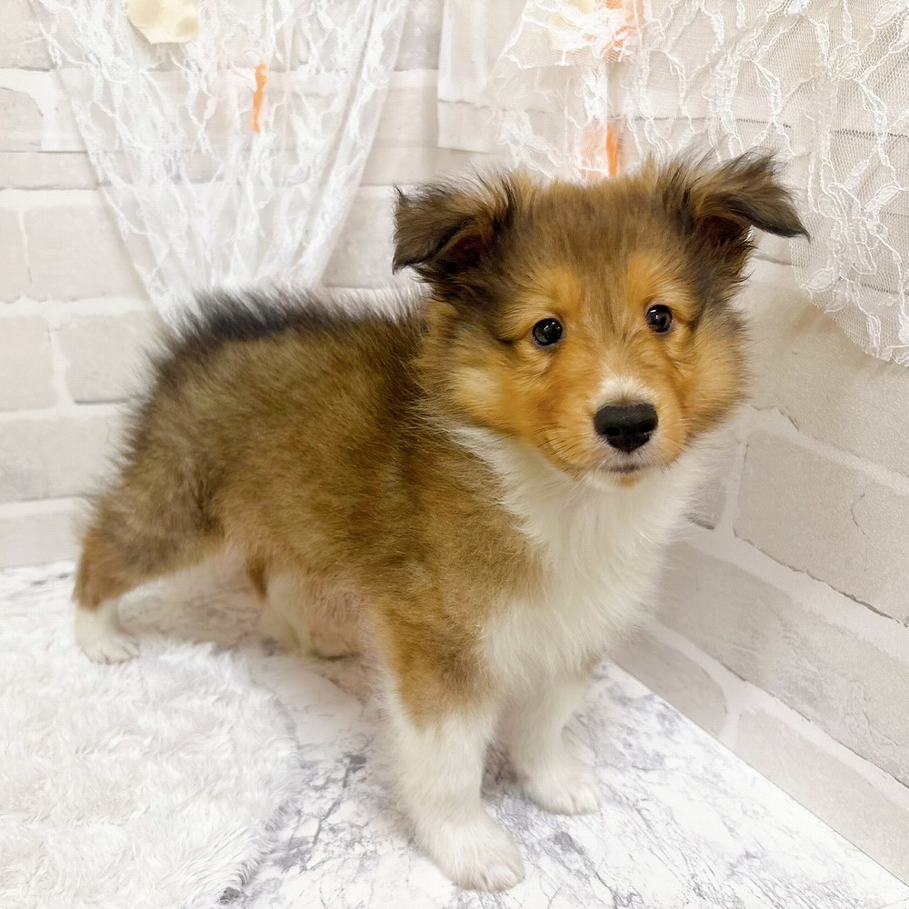 京都府のシェットランドシープドッグ (犬の家＆猫の里京都精華店/2026年4月18日生まれ/男の子/セーブルホワイト)の子犬の4枚目の画像