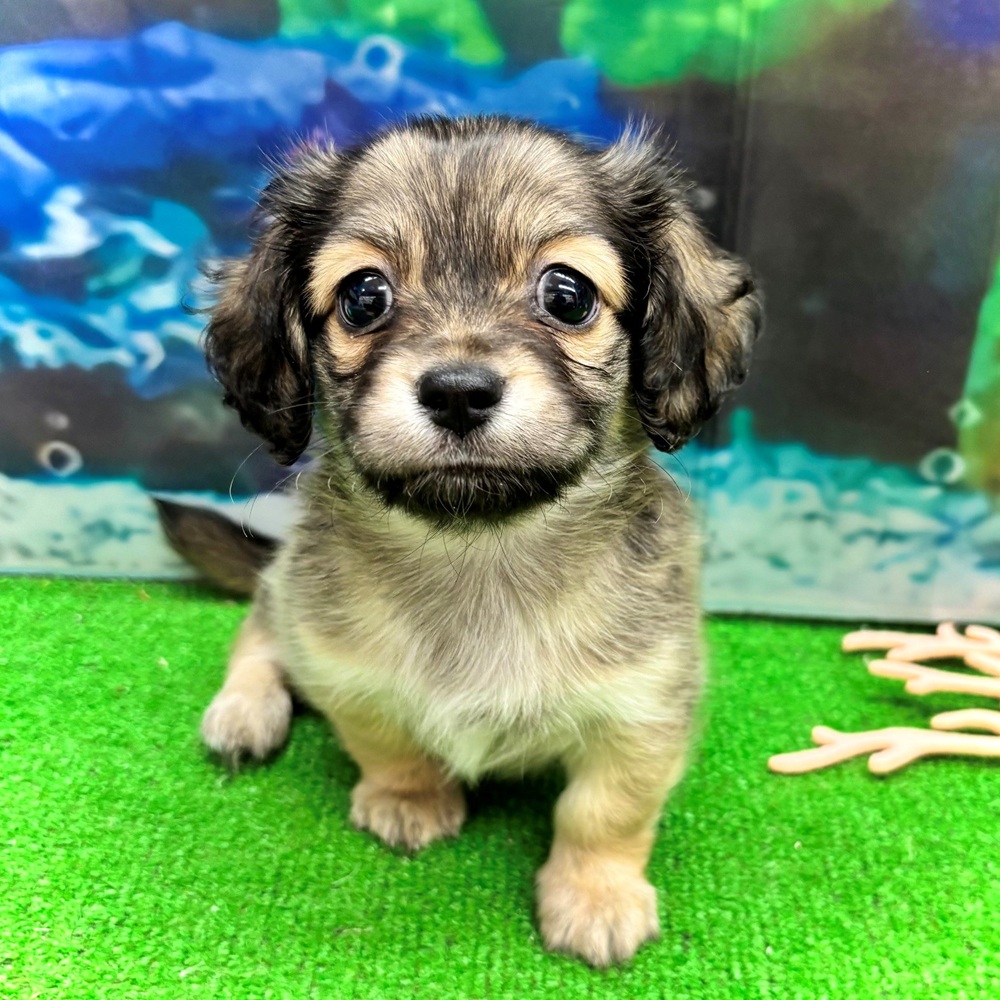 愛知県のチワックス(チワワ×ダックス) (犬の家＆猫の里名古屋天白店/2026年4月20日生まれ/男の子/シェーデットイエロー)の子犬の4枚目の画像