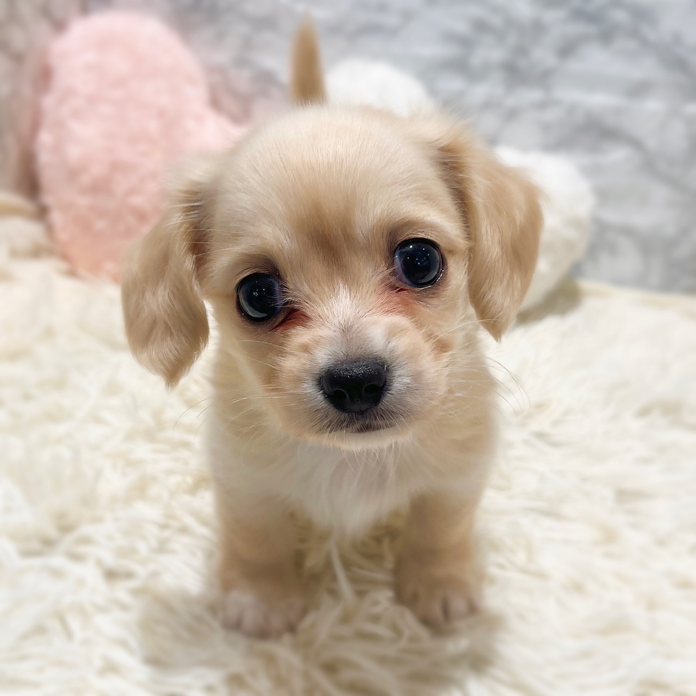 愛知県のチワックス(チワワ×ダックス) (犬の家＆猫の里MiO香久山店/2026年4月20日生まれ/女の子/クリーム)の子犬の4枚目の画像