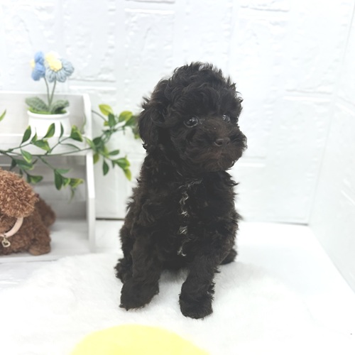 愛知県のトイプードル(トイ) (犬の家＆猫の里豊川インター店/2026年4月20日生まれ/男の子/ブラウン)の子犬の4枚目の画像