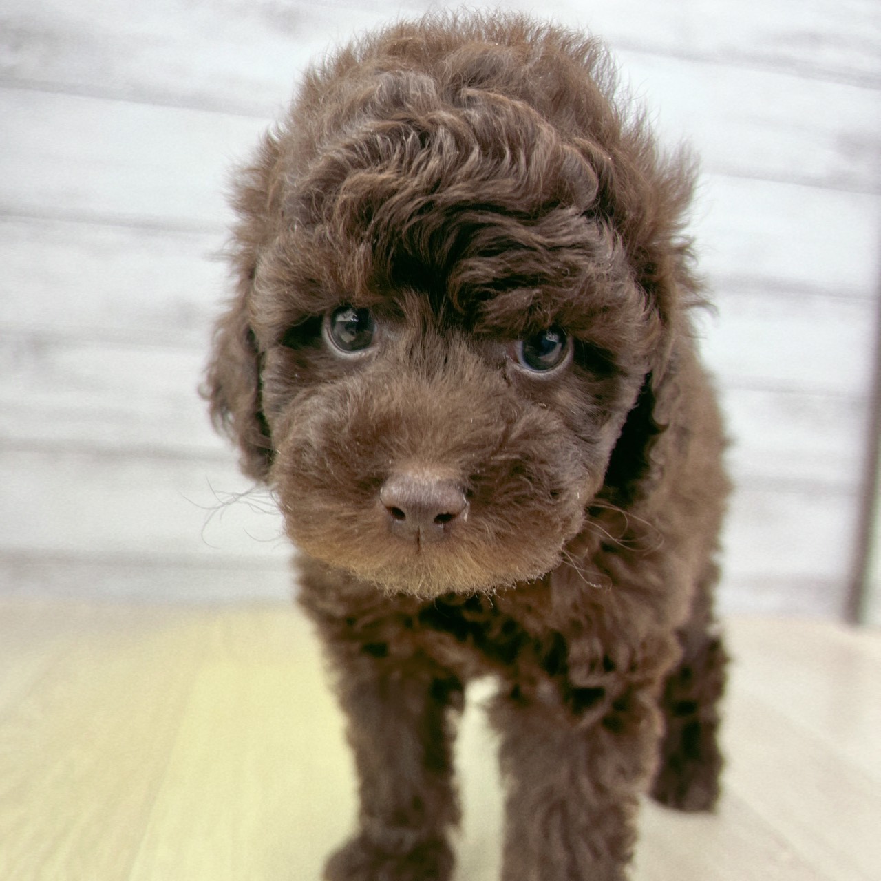 愛知県のトイプードル(トイ) (犬の家＆猫の里春日井本店/2026年4月20日生まれ/男の子/ブラウン)の子犬の4枚目の画像